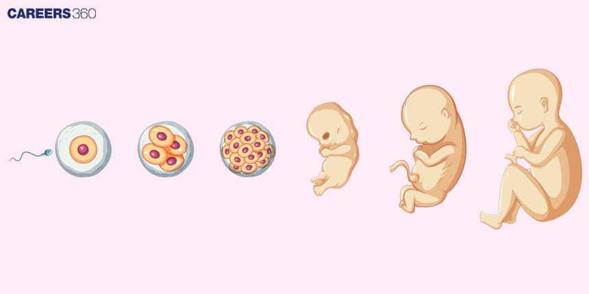 Embryogenesis