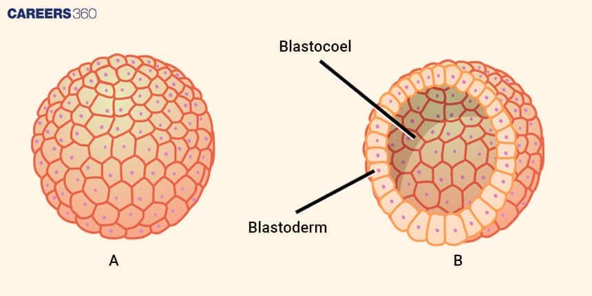 Blastocyst