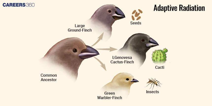 Darwin Finches