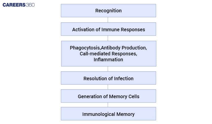 Immune System Works