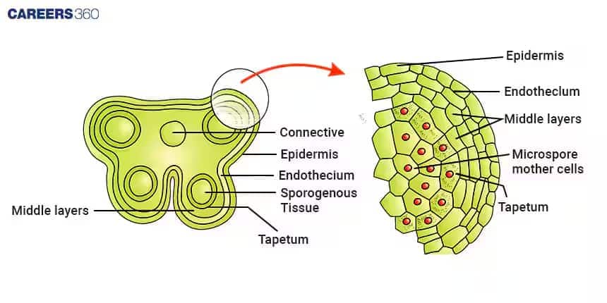 Diagram of anther structure showing cross-section with labeled parts: connective tissue, epidermis, endothecium, middle layers, sporogenous tissue, tapetum, and microspore mother cells.