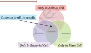 venn diagram