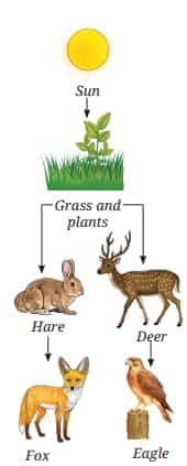 food chain
