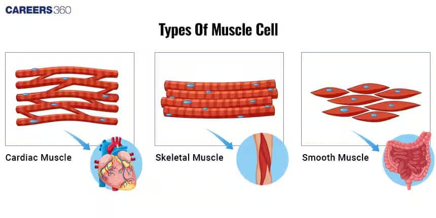 muscle cell