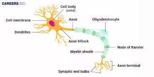 neuron