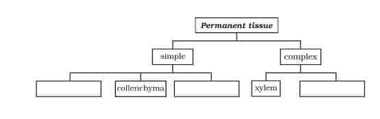 permanent tissue