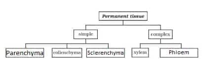 permanent tissue