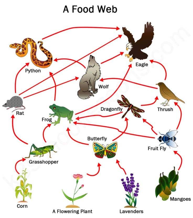 Food web diagram showing plants like corn, flowering plant, lavenders, and mangoes as producers. Grasshopper, butterfly, and fruit fly feed on plants; frogs, dragonflies, rats, and thrush feed on them; higher predators include python, wolf, and eagle at the top of the web. Red arrows indicate the flow of energy between organisms.