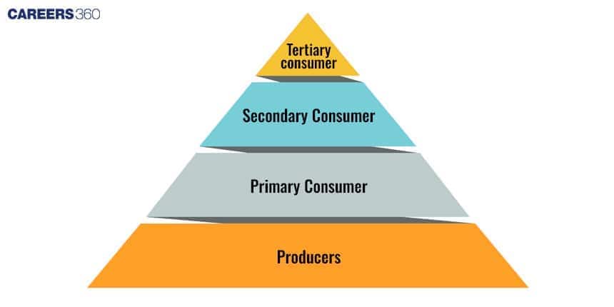 Pyramid of the food chain showing four levels: Producers at the base, followed by Primary Consumers, Secondary Consumers, and Tertiary Consumers at the top.