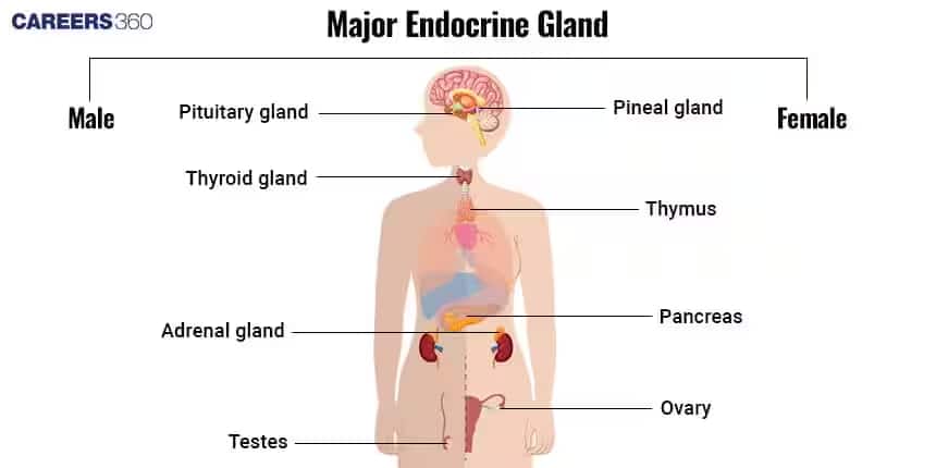 ENDOCRINE GALNDS