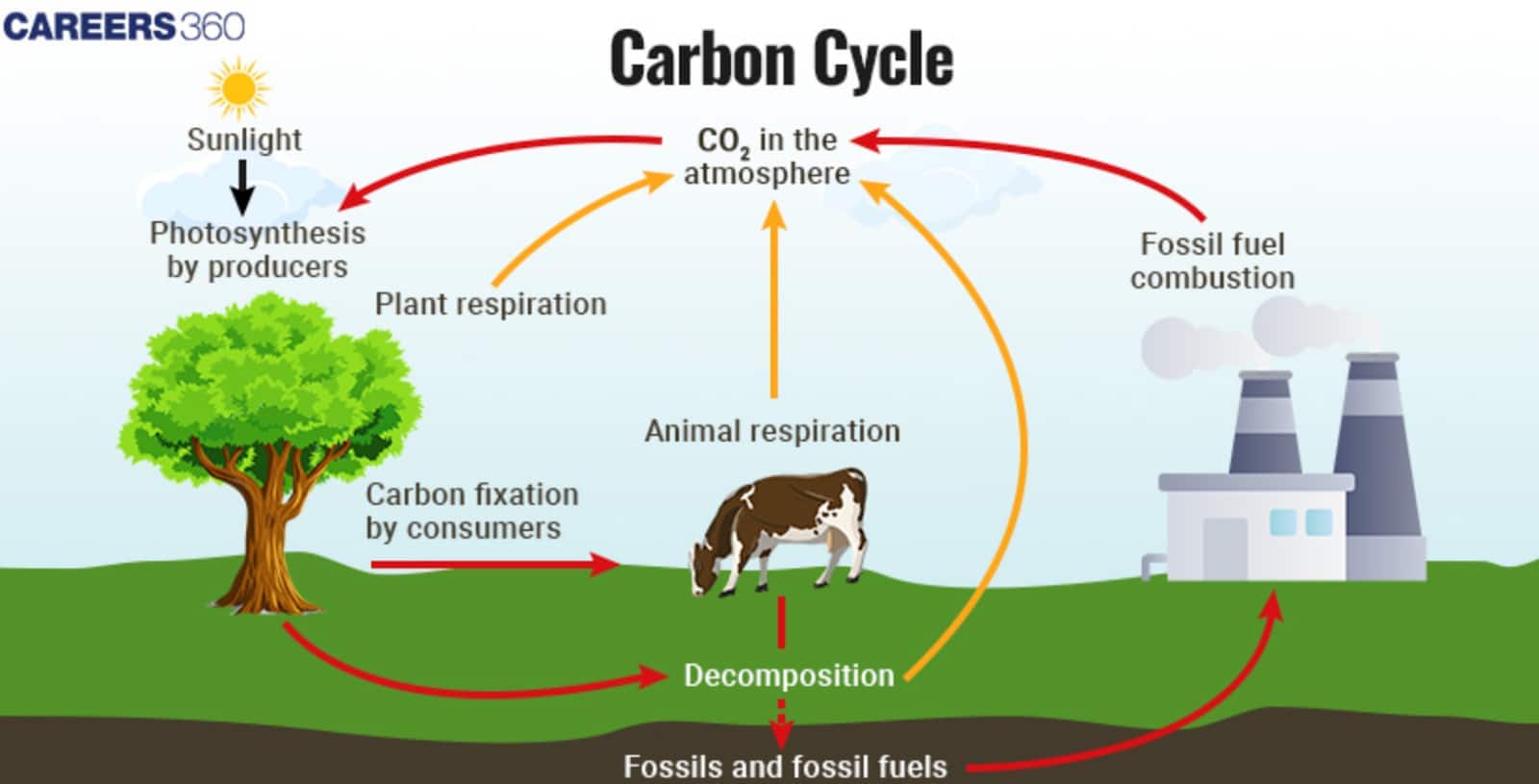 Diagram of the carbon cycle showing processes: Sunlight enables photosynthesis in producers (plants), which absorb carbon dioxide. Plants and animals release CO₂ through respiration. Decomposition of organic matter adds carbon to the soil, forming fossils and fossil fuels. Combustion of fossil fuels releases CO₂ back into the atmosphere, completing the cycle.