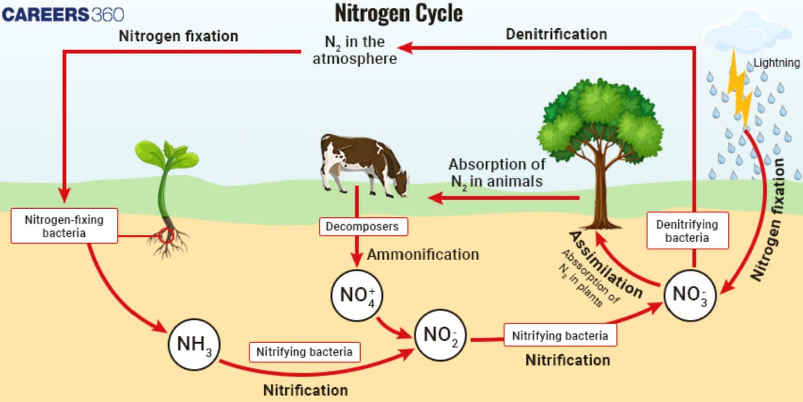 Diagram of the nitrogen cycle showing key processes: Nitrogen fixation by bacteria and lightning converts atmospheric N₂ into ammonia (NH₃). Nitrifying bacteria convert NH₃ into nitrites (NO₂⁻) and nitrates (NO₃⁻). Plants absorb nitrates (assimilation), animals obtain nitrogen by eating plants, and decomposers return nitrogen compounds to the soil through ammonification. Denitrifying bacteria release N₂ back into the atmosphere, completing the cycle.