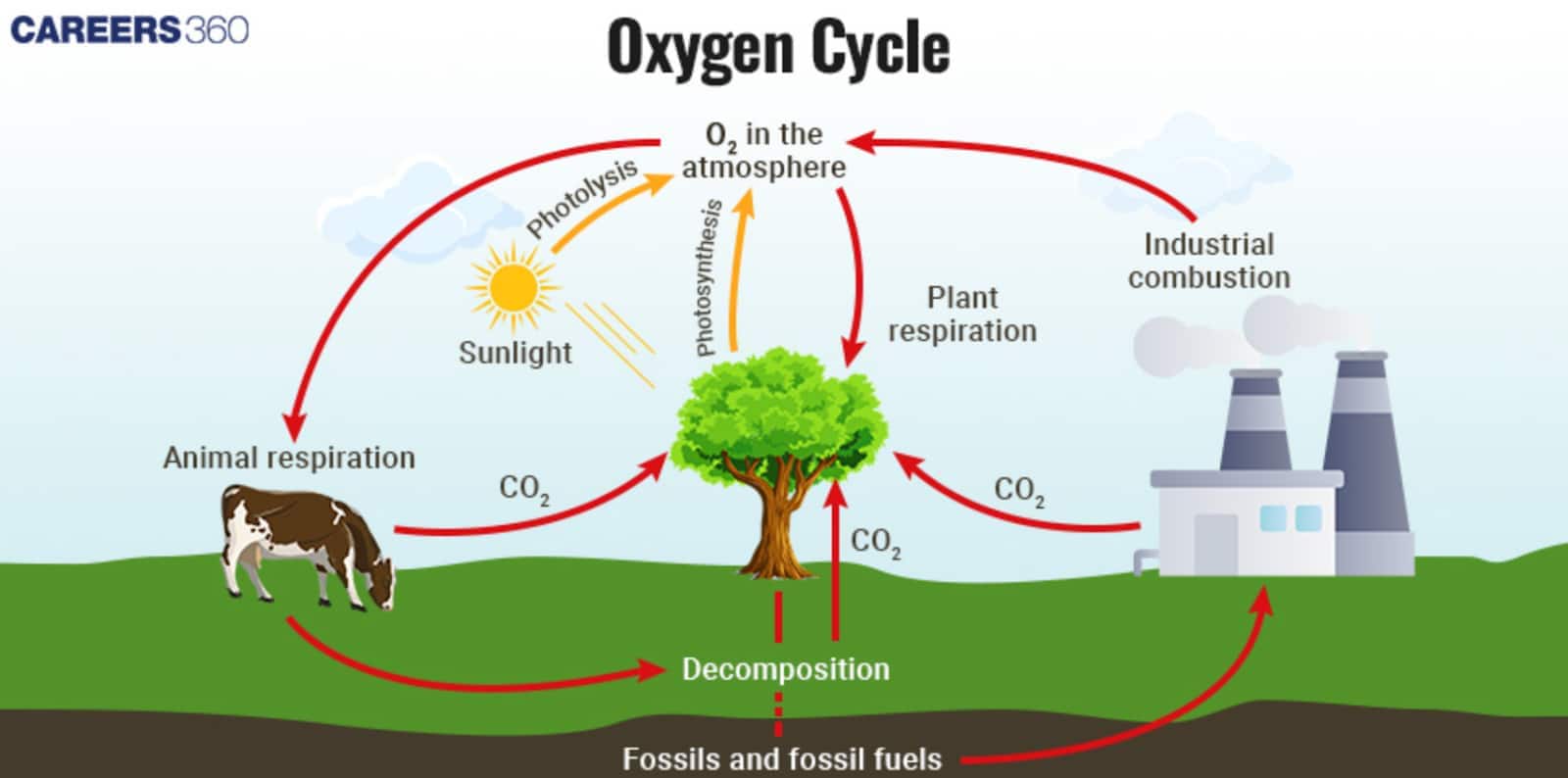 Diagram of the oxygen cycle showing sunlight driving photosynthesis in plants, which release O₂ into the atmosphere. Animals and plants use oxygen for respiration, releasing CO₂. Decomposition and combustion of fossil fuels also release CO₂, while photolysis contributes to oxygen formation, maintaining the cycle.