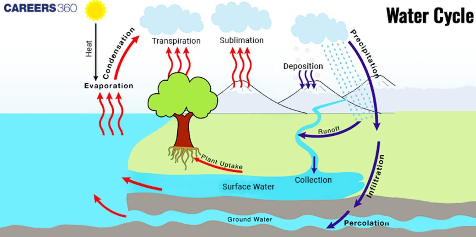 Diagram of the water cycle showing key processes: Evaporation and transpiration release water vapor into the atmosphere, condensation forms clouds, precipitation returns water as rain or snow, and processes like infiltration, percolation, runoff, and collection move water through soil, rivers, and groundwater. Sublimation and deposition also contribute to the cycle.