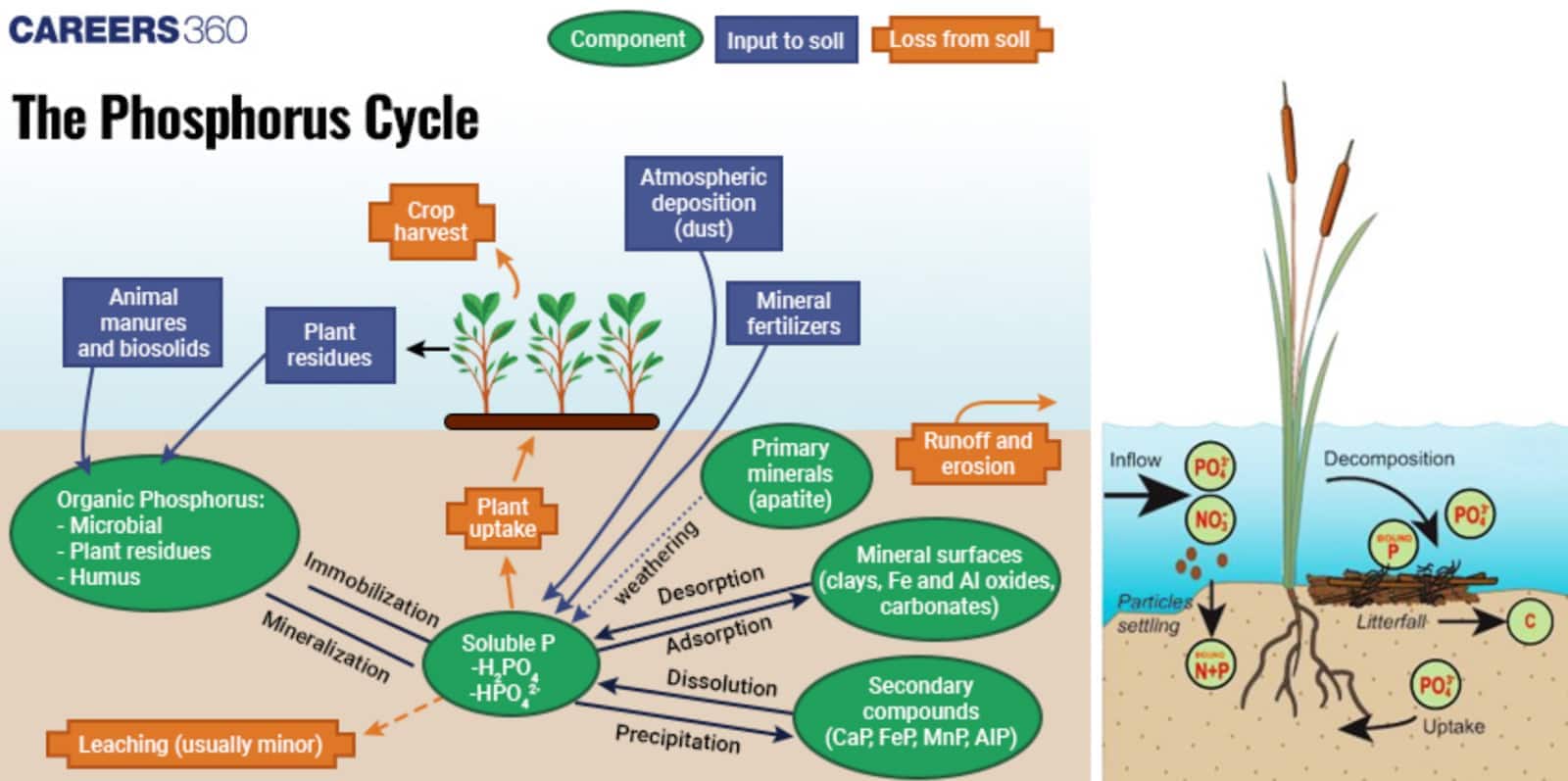Diagram of the phosphorus cycle showing movement of phosphorus through soil, plants, animals, and water. Organic phosphorus from manures, residues, and humus is mineralized into soluble phosphate (H₂PO₄⁻, HPO₄²⁻). Plants absorb phosphorus, which returns to soil via residues, animal waste, and decomposition. Mineral fertilizers and atmospheric deposition add phosphorus, while runoff, erosion, and leaching cause losses. In aquatic systems, phosphorus cycles through uptake, decomposition, and sedimentation.