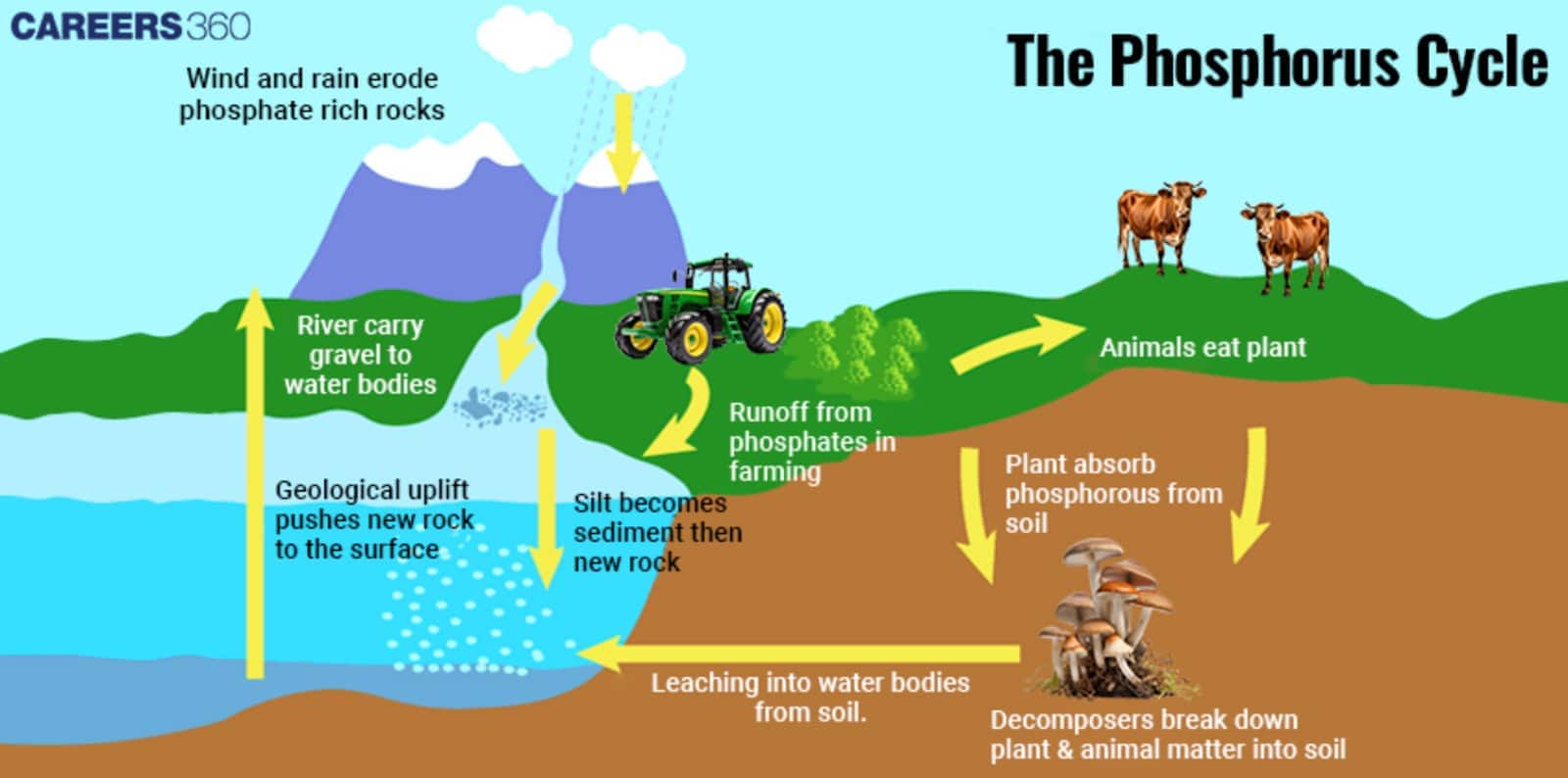 Diagram of the phosphorus cycle showing how wind and rain erode phosphate-rich rocks, rivers carry gravel to water bodies, and geological uplift pushes new rock to the surface. Silt becomes sediment and forms new rock. Phosphorus enters soil, where plants absorb it, animals eat plants, and decomposers recycle phosphorus from plant and animal matter. Runoff from farming and leaching move phosphorus into water bodies, continuing the cycle.