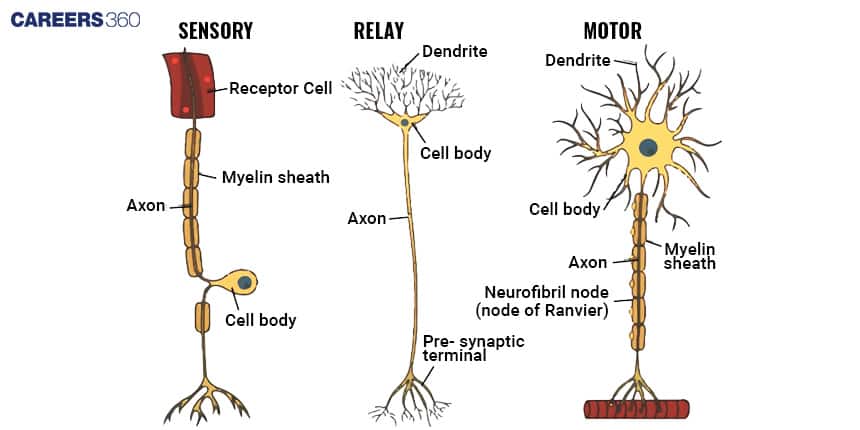 Diagram comparing sensory, relay, and motor neurons with labeled parts including dendrites, axons, myelin sheath, and cell bodies.