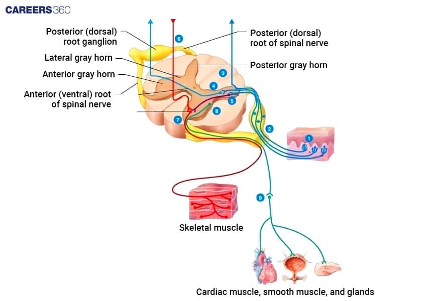 Diagram of the spinal cord showing how sensory nerves enter through the dorsal root and motor signals exit through the ventral root to control skeletal muscle, cardiac muscle, smooth muscle, and glands.