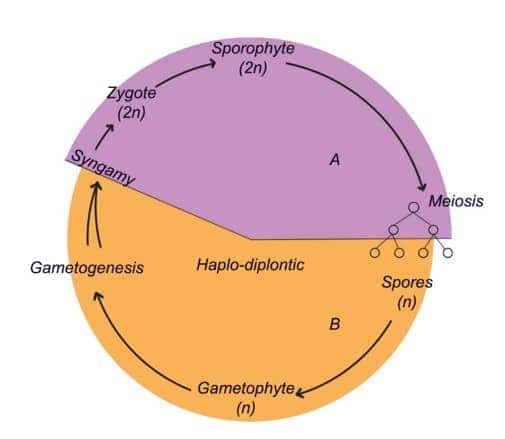 haplo-diplontic life cycle pattern of a plant group