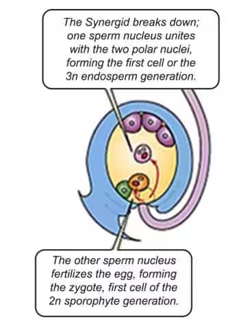  double fertilisation 