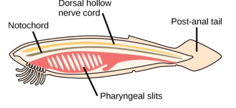 sketch of a chordate