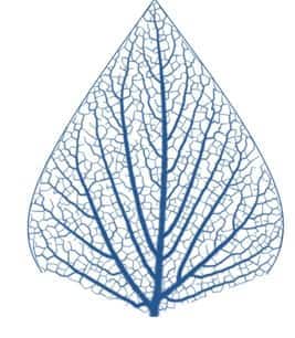 Reticular Venation