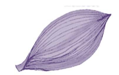 Parallel Venation