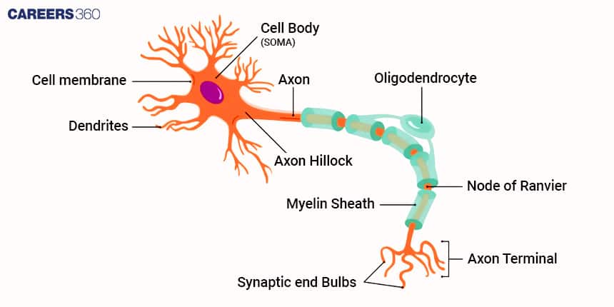 Diagram of a neuron showing labeled parts: cell body (soma), cell membrane, dendrites, axon, axon hillock, oligodendrocyte, myelin sheath, node of Ranvier, axon terminal, and synaptic end bulbs.