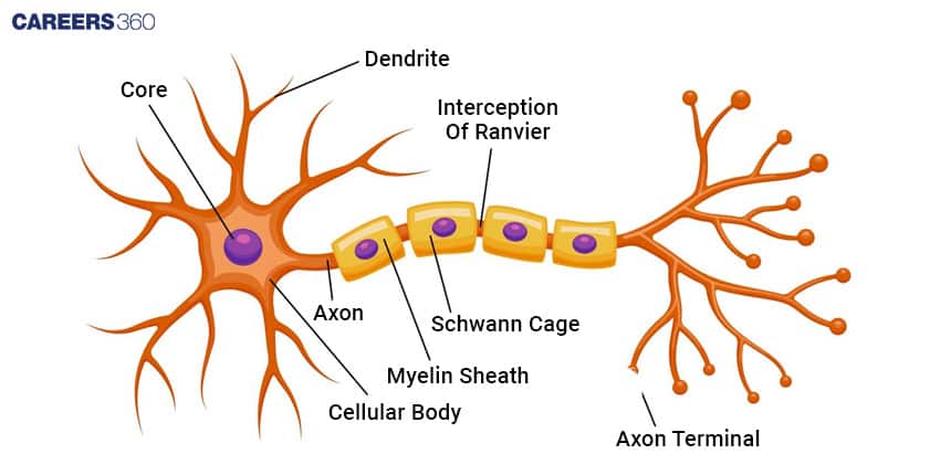 Diagram of a neuron labeled with parts: core, cellular body, dendrites, axon, Schwann cells forming the myelin sheath, node of Ranvier, and axon terminal.