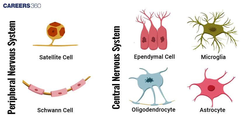 Diagram showing different glial cells of the nervous system. Peripheral Nervous System: Satellite cell and Schwann cell. Central Nervous System: Ependymal cell, Microglia, Oligodendrocyte, and Astrocyte.