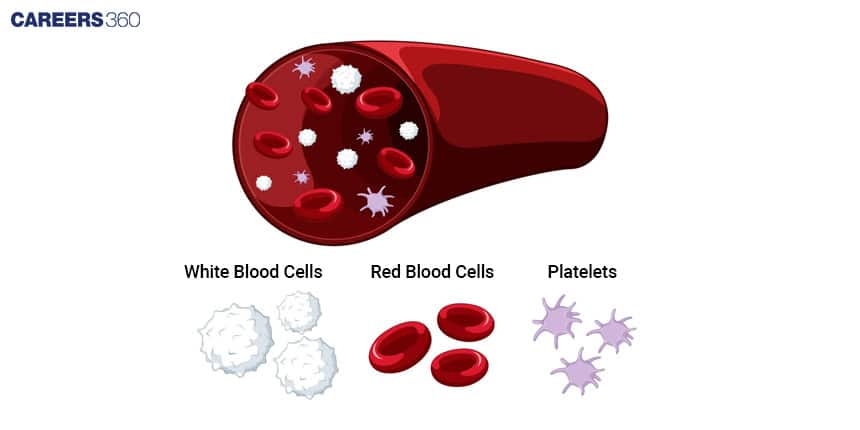 Diagram of a blood vessel showing red blood cells, white blood cells, and platelets inside. Separate illustrations below highlight the three components: white blood cells, red blood cells, and platelets.