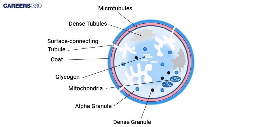 Diagram of a platelet showing labeled internal structures: microtubules, dense tubules, surface-connecting tubules, coat, glycogen, mitochondria, alpha granules, and dense granules.