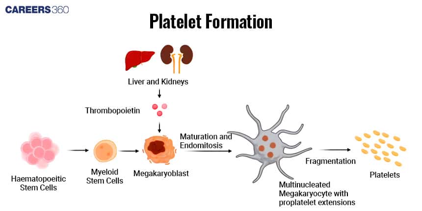 Diagram of platelet formation: Haematopoietic stem cells develop into myeloid stem cells, then megakaryoblasts. Under the influence of thrombopoietin from the liver and kidneys, they mature into multinucleated megakaryocytes with proplatelet extensions, which fragment into platelets