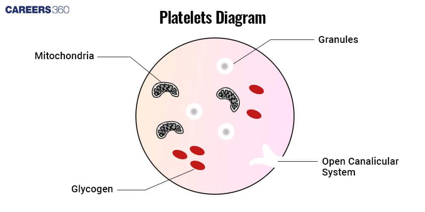 Diagram of a platelet showing labeled structures: mitochondria, glycogen, granules, and open canalicular system.