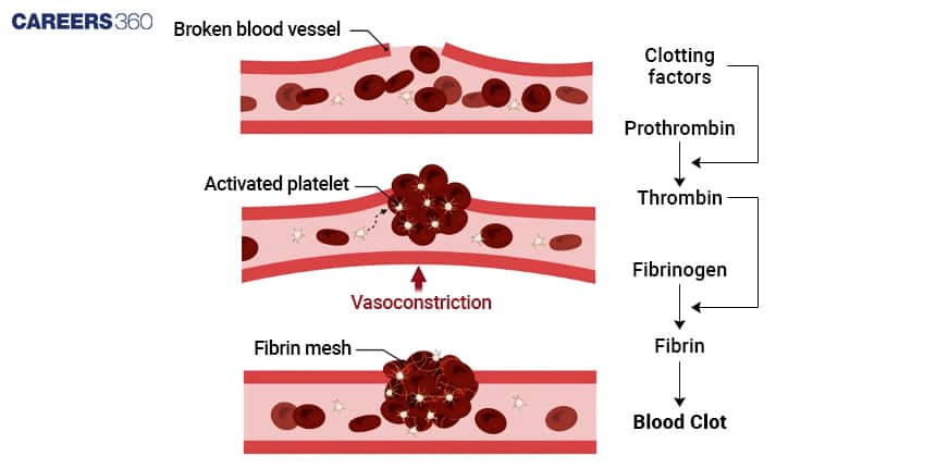 Diagram of blood clotting in a broken blood vessel. Shows vasoconstriction and activated platelets forming a clot. On the right, the clotting cascade is illustrated: clotting factors convert prothrombin to thrombin, which converts fibrinogen to fibrin, forming a blood clot.