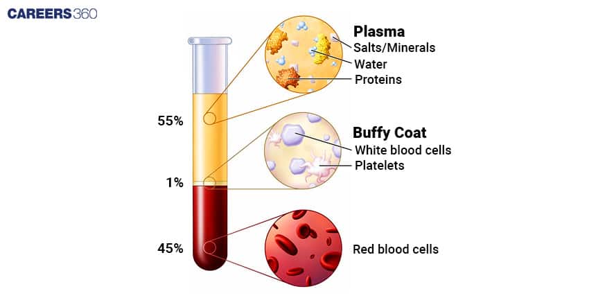 Diagram of blood composition in a test tube after separation. Plasma makes up 55% containing salts, minerals, water, and proteins. The buffy coat forms 1% containing white blood cells and platelets. Red blood cells make up 45% of blood volume.