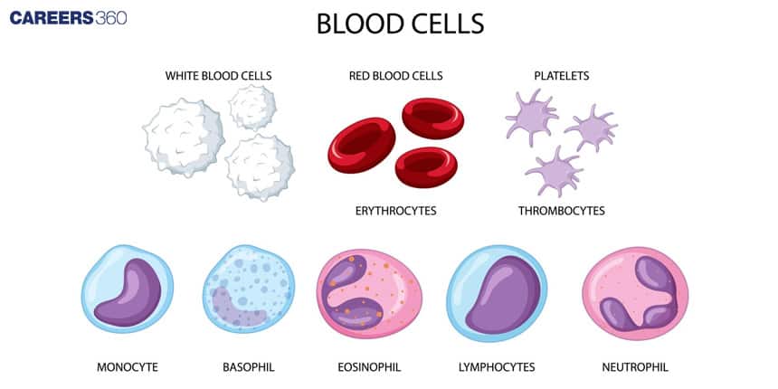 Diagram of different blood cells: White blood cells, red blood cells (erythrocytes), platelets (thrombocytes), and specific WBC types including monocyte, basophil, eosinophil, lymphocyte, and neutrophil