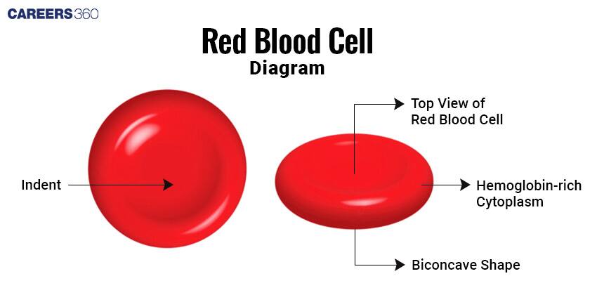 Diagram of a red blood cell showing its biconcave shape with indent, hemoglobin-rich cytoplasm, and top view.