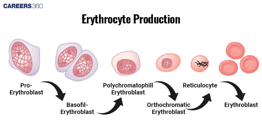 Diagram of erythropoiesis showing stages: Pro-erythroblast, basophil erythroblast, polychromatophil erythroblast, orthochromatic erythroblast, reticulocyte, and mature erythrocyte.