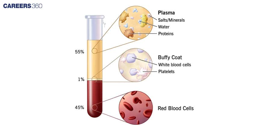 Diagram of blood composition in a test tube. Plasma makes up 55% containing salts, minerals, water, and proteins. The buffy coat makes up 1% containing white blood cells and platelets. Red blood cells make up 45% of the blood.