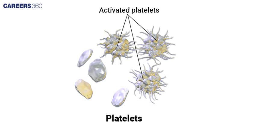 Diagram of platelets showing both inactive and activated forms. Activated platelets have extended spiky projections, highlighting their role in blood clotting.