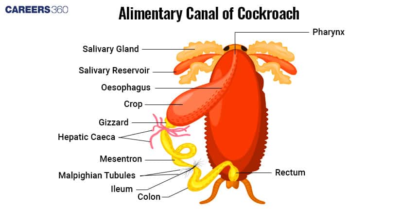 Diagram of the alimentary canal of a cockroach showing labeled parts: pharynx, salivary glands, salivary reservoir, oesophagus, crop, gizzard, hepatic caeca, mesentron, Malpighian tubules, ileum, colon, and rectum.