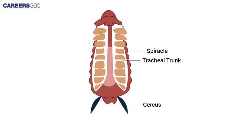 Diagram of the respiratory system of a cockroach showing spiracles on the body surface, tracheal trunks inside the body, and cerci at the posterior end.