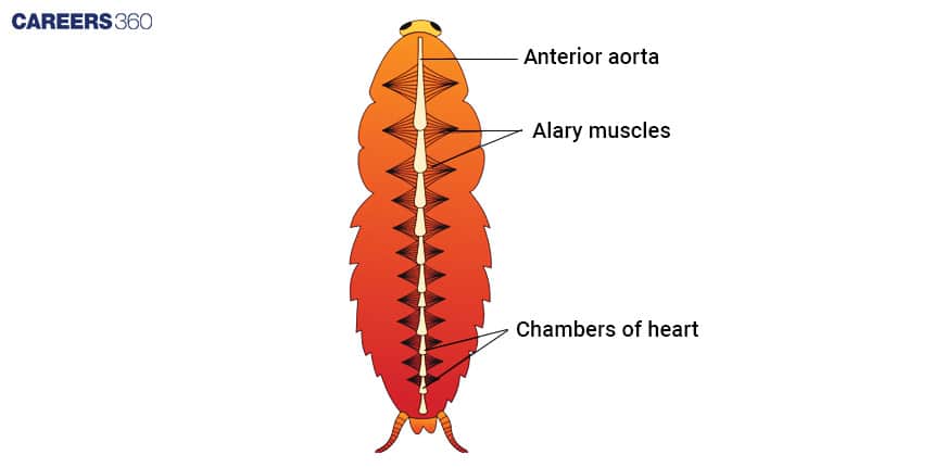 Diagram of the circulatory system of a cockroach showing the anterior aorta, alary muscles attached to the dorsal vessel, and multiple chambers of the heart along the body.