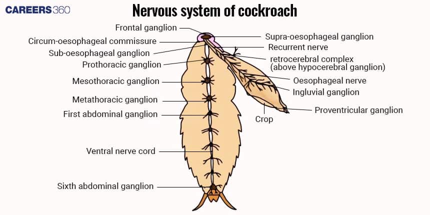 Diagram of the nervous system of a cockroach showing labeled parts: frontal ganglion, supra-oesophageal ganglion, circum-oesophageal commissure, sub-oesophageal ganglion, prothoracic, mesothoracic, and metathoracic ganglia, abdominal ganglia, ventral nerve cord, recurrent nerve, retrocerebral complex, oesophageal nerve, ingluvial ganglion, crop, and proventricular ganglion.
