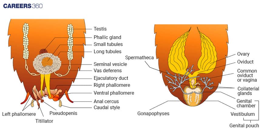 Diagram of cockroach reproductive system. Left: Male system showing testis, phallic gland, tubules, seminal vesicle, vas deferens, ejaculatory duct, left and right phallomere, ventral phallomere, pseudopenis, titillator, anal cerci, and caudal style. Right: Female system showing ovary, oviduct, spermatheca, common oviduct or vagina, collateral glands, genital chamber, vestibulum, genital pouch, and gonapophyses.
