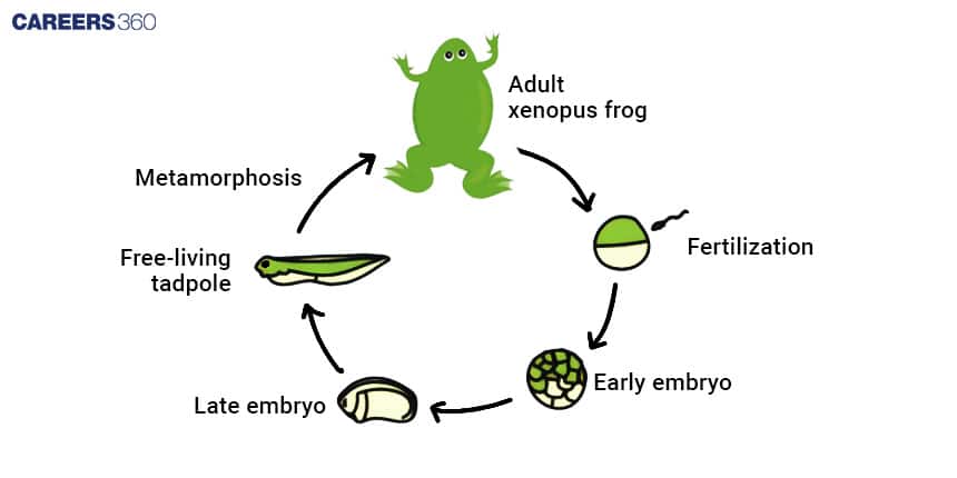 Life cycle of a Xenopus frog: Fertilization produces an early embryo, which develops into a late embryo, free-living tadpole, undergoes metamorphosis, and becomes an adult frog.