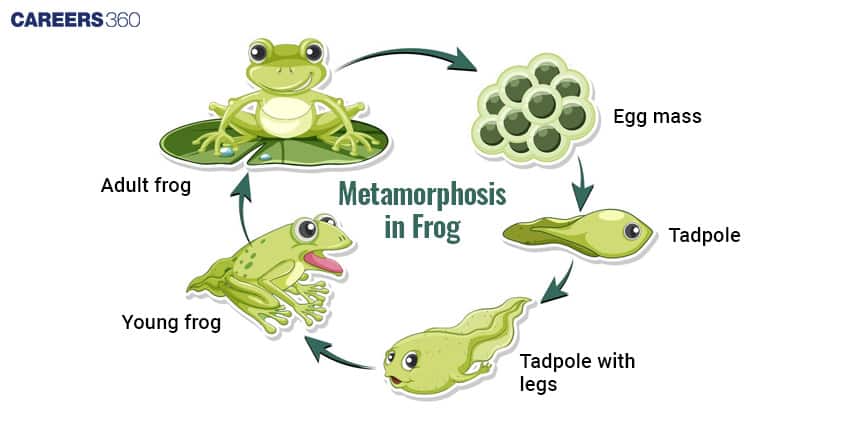 Diagram of frog metamorphosis: Egg mass hatches into a tadpole, tadpole develops legs, becomes a young frog, and then matures into an adult frog.