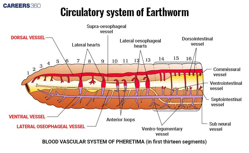 Diagram of the circulatory system of earthworm (Pheretima) showing dorsal vessel, ventral vessel, lateral oesophageal vessel, lateral hearts, supra-oesophageal vessel, commissural vessel, and other blood vessels in the first thirteen segments.