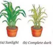 potted plants